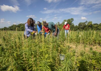Hemp research: Helping farmers navigate a new field