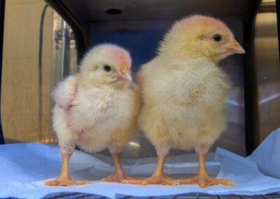 CAES Faculty Part of $10 Million Poultry Research Project