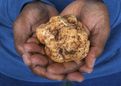Truffle travails lead to triumph for CAES researcher, industry partners