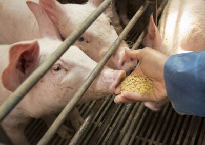 Safe livestock handlers, safe food supply