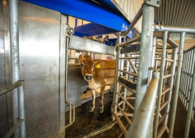 Milking the Moment: N.C. A&T Dairy Brings Tech to the Barn
