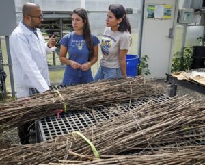 A man in a lab coat speaks to two women in a greenhouse. The women stand next to bundles of twigs laid on a table. One woman wears a blue shirt, while the other has on a tan shirt. The setting includes plants and equipment in the…