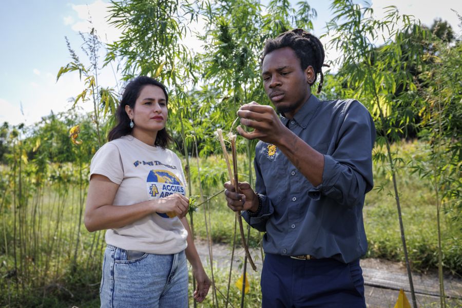 Two individuals discuss plants in a field. One person, wearing a light-colored t-shirt, looks on thoughtfully while the other, dressed in a dark shirt, inspects a branch. Green bamboo-like plants surround them.