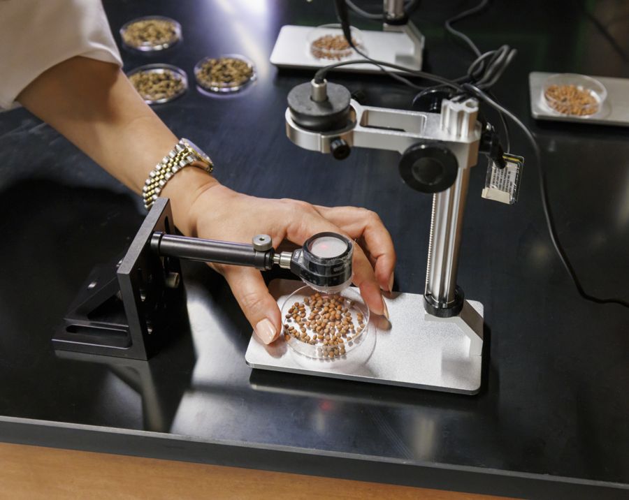 A hand examines a dish of seeds using a magnifying lens attached to a stand. Nearby, additional dishes with seeds are arranged on a dark lab table, indicating a scientific examination or research activity.