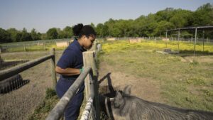 A woman in a blue jumpsuit leans over a fence, observing a gray pig in a grassy field. The background features a sunny landscape with trees and a patch of yellow flowers.