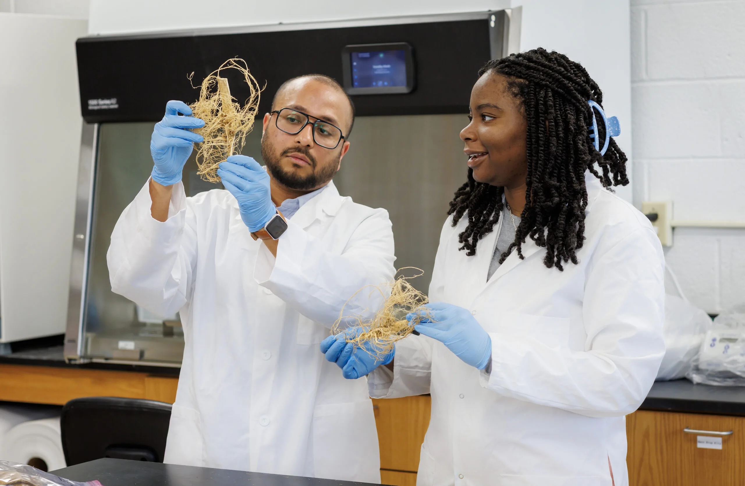 Two researchers examining hemp roots in a lab setting.